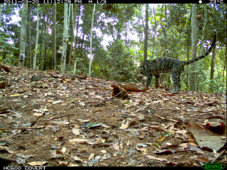 Illustration for article titled The Very Best Camera Trap Photography